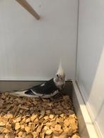 Div aan valkparkieten, Dieren en Toebehoren