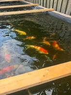 Japanse Koikarpers ‼️ en meer ‼️, Dieren en Toebehoren, Vissen | Vijvervissen, Karper of Koi
