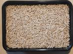 Diepvries voedseldieren te bestellen bij csreptiles Venlo