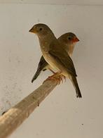 Binsenastrildes, Dieren en Toebehoren, Vogels | Overige Vogels, Geslacht onbekend