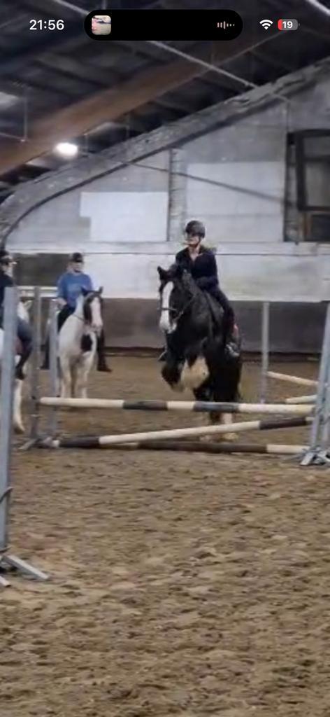 Verzorgpony/paard gezocht/verzorger/bijrijder aangeboden, Dieren en Toebehoren, Paarden en Pony's | Verzorgingsproducten, Zo goed als nieuw