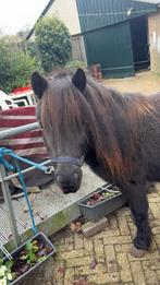 3 jarige merrie met papier, Dieren en Toebehoren, Pony's, Merrie, Gechipt, A pony (tot 1.17m), 3 tot 6 jaar