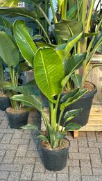 Strelitzia Aanbieding, Tuin en Terras, Planten | Tuinplanten, Ophalen, Zomer, Overige soorten, Volle zon