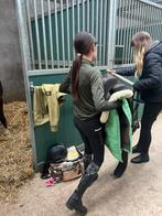 Verzorgpony gezocht, Ophalen of Verzenden, Zo goed als nieuw