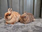 2 kleurdwerg & satijndwerg voedsters, Dieren en Toebehoren, Konijnen, Vrouwelijk, Dwerg