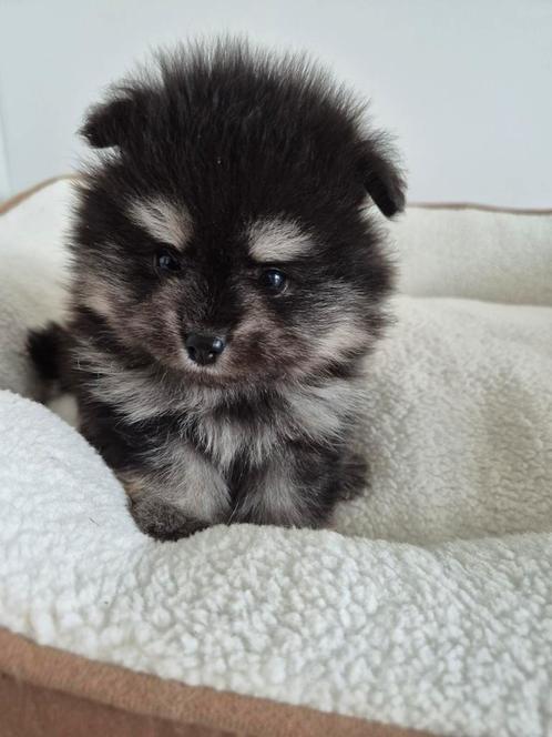 pomeriaan bearface, Dieren en Toebehoren, Honden | Niet-rashonden, Klein, Reu, Particulier, Eén hond, Nederland, 8 tot 15 weken