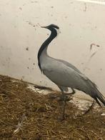 Jufferkraanvogel haan, Mannelijk