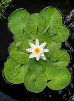 nymphaea alba, witte waterlelie vijver, Tuin en Terras, Vijvers, Ophalen, Nieuw