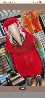 Groenvleugel ara papegaai man en of blauwe gele pop, Dieren en Toebehoren, Vogels | Parkieten en Papegaaien, Meerdere dieren, Papegaai