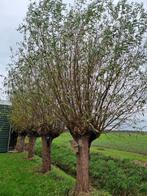 Gratis wilgentakken /wilgentenen ophalen. 1-jarige takken., Ophalen, Volle zon, Overige soorten