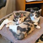 Te koop: 2 mooie kittens, Dieren en Toebehoren, Meerdere dieren