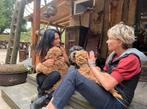 We waren op tv  cuddlewellranch ‘ bijzondere labradoodle  ., Overige rassen, CDV (hondenziekte), 8 tot 15 weken, Meerdere