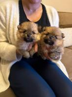 Bearface Pomeranian / dwergkees, Dieren en Toebehoren, Honden | Poolhonden, Keeshonden en Oertypen, Overige rassen, CDV (hondenziekte)