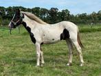 Te koop jaarling hengst homozygoot tobianobont maanoog, Hengst, Minder dan 160 cm, Ontwormd, 0 tot 2 jaar