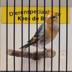 Putter x kanarie bastaard, Mannelijk, Wildzangvogel, Geringd