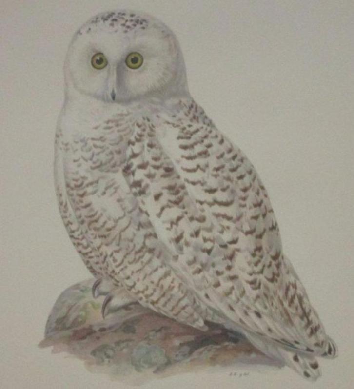 Grote chromolitho - Sneeuwuil - Nyctea Scandiaca - ca.1925, Antiek en Kunst, Kunst | Etsen en Gravures, Ophalen of Verzenden