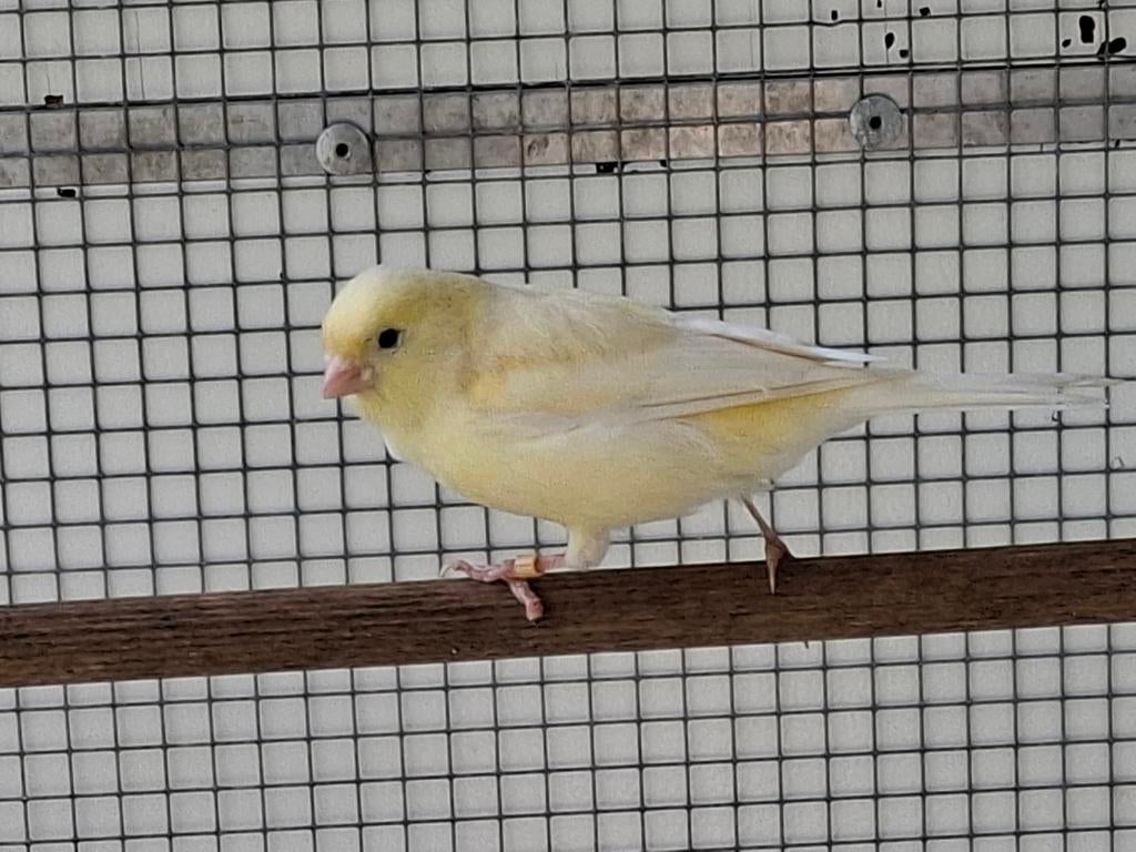 Kanarie man., Dieren en Toebehoren, Vogels | Kanaries, Mannelijk, Kleurkanarie