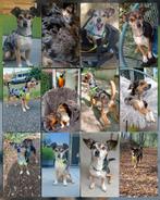 Rustig en liefdevol huisje gezocht voor Milow, Dieren en Toebehoren, 6 jaar of ouder, Parvo, Eén hond, Nederland