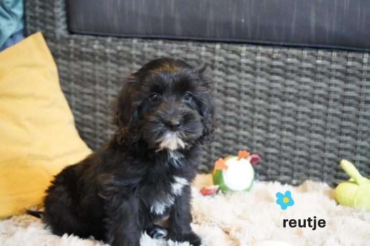 Mooie medium kruising spaniel -  labradoodle pups., Dieren en Toebehoren, Nederland, Parvo, Overige rassen, 8 tot 15 weken
