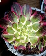 Aeonium neptune big bang - nieuwe variëteit, Ophalen of Verzenden, Halfschaduw, Minder dan 100 cm