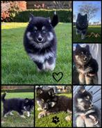 Pomsky pups, 8 tot 15 weken, Meerdere, Meerdere dieren, Klein