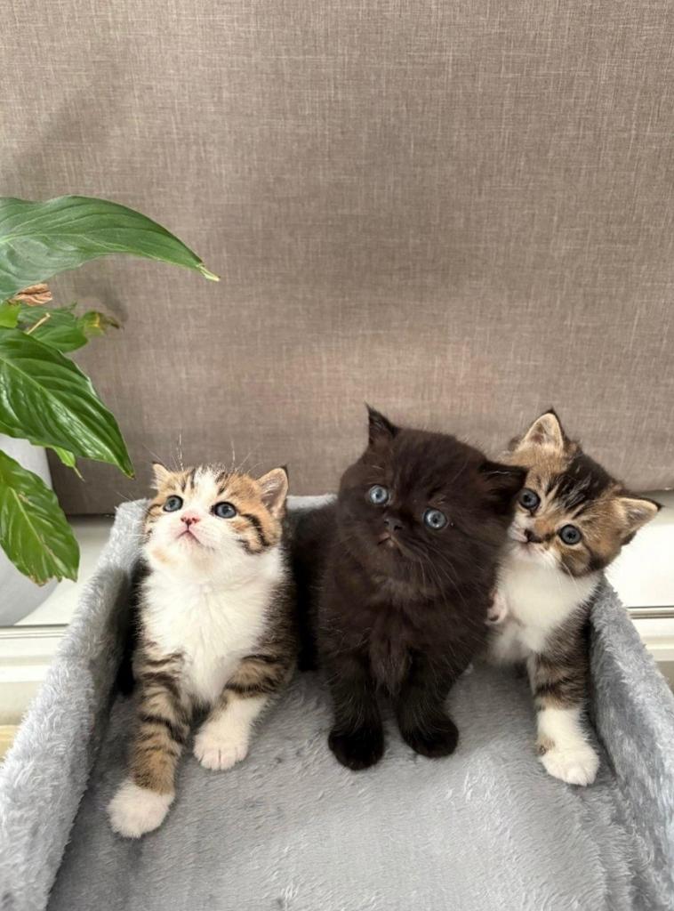 Kittens, Dieren en Toebehoren, Katten en Kittens | Raskatten | Langhaar, Meerdere dieren, Ingeënt