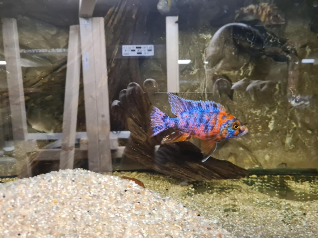 Aulonocara Red Blotched Multicolor Malawi Cichliden, Vis, Zoetwatervis