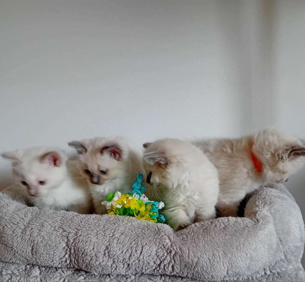 Prachtige raszuivere Ragdoll kittens te koop, Poes, Gechipt, 0 tot 2 jaar