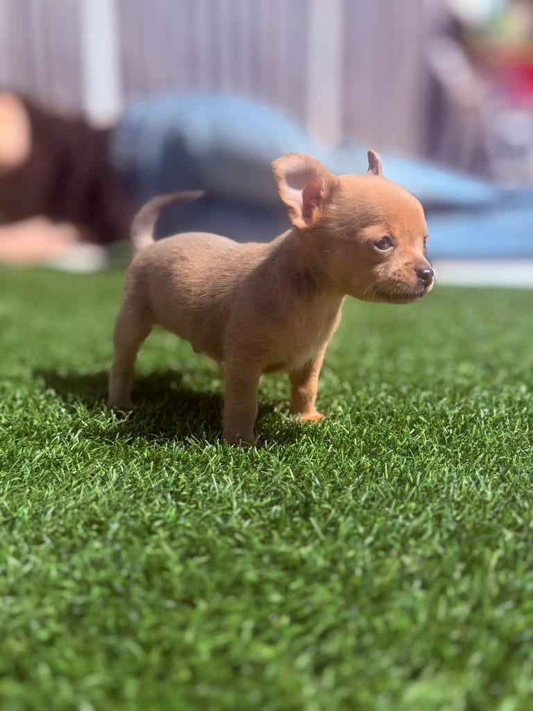 Prachtige chihuahua puppy’s, Dieren en Toebehoren, 8 tot 15 weken, Parvo, Meerdere, Meerdere dieren