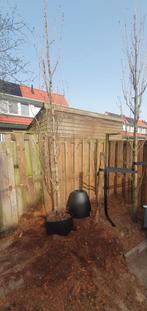 Sierkers Prunus Amanogawa - Jonge Japanse Zuilboom, Tuin en Terras, Ophalen of Verzenden, Lente, 100 tot 250 cm, Zuilboom