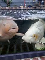 Health &Care koi en vijver Emmen., Tuin en Terras, Ophalen of Verzenden, Nieuw, Overige typen