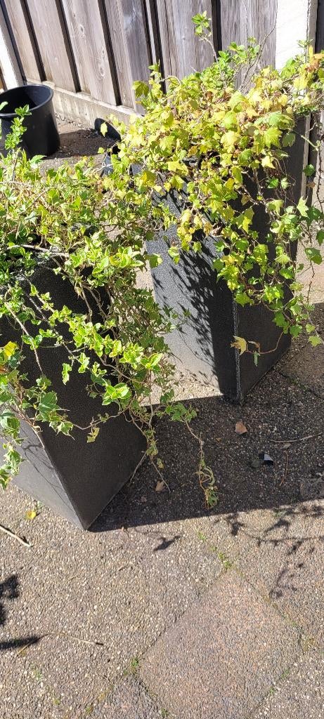 Planten zuilen, Ophalen, Gebruikt