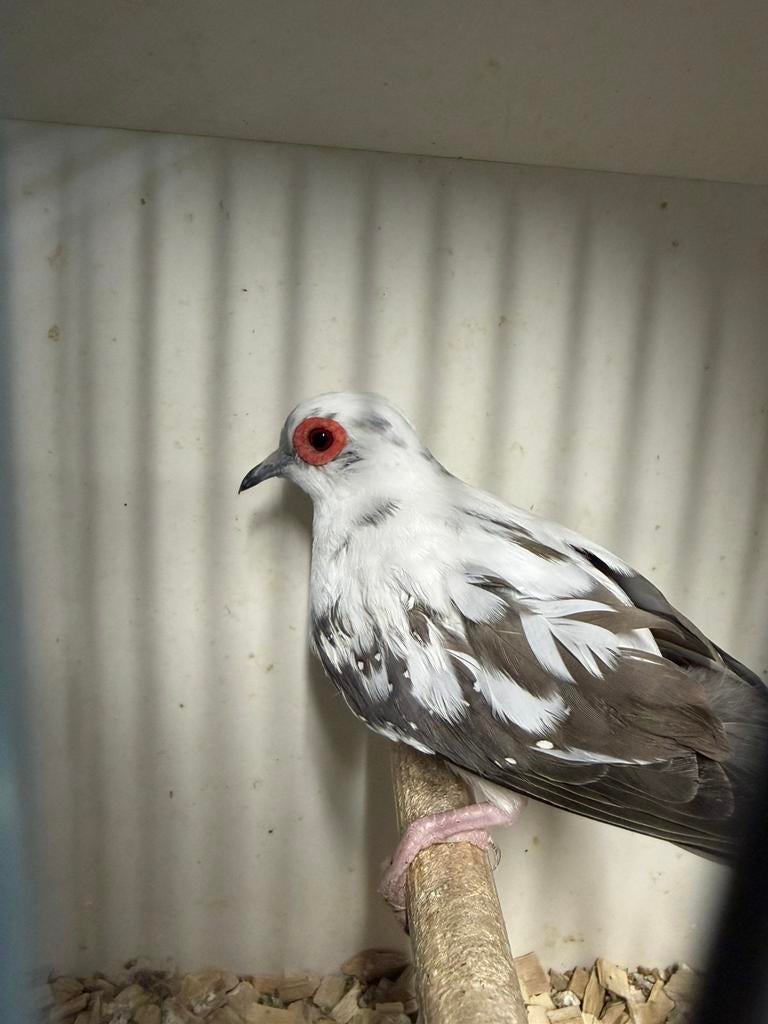 Bonte diamantduif doffer aangeboden, Dieren en Toebehoren, Mannelijk