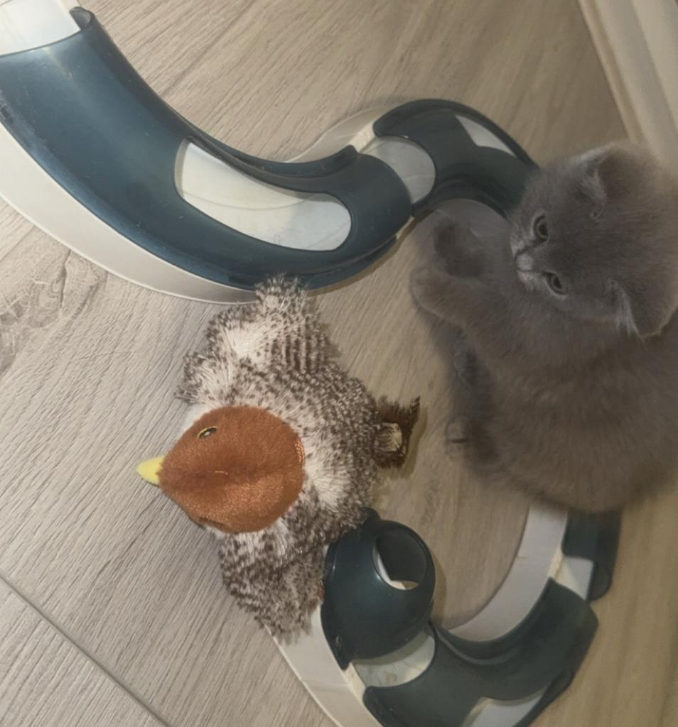 Britse korthaar kittens, Meerdere dieren, Ontwormd