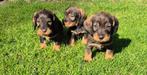 Prachtige ruwharige kaninchen x dwerg teckel pups, Parvo, Nederland, 8 tot 15 weken, Dwerg
