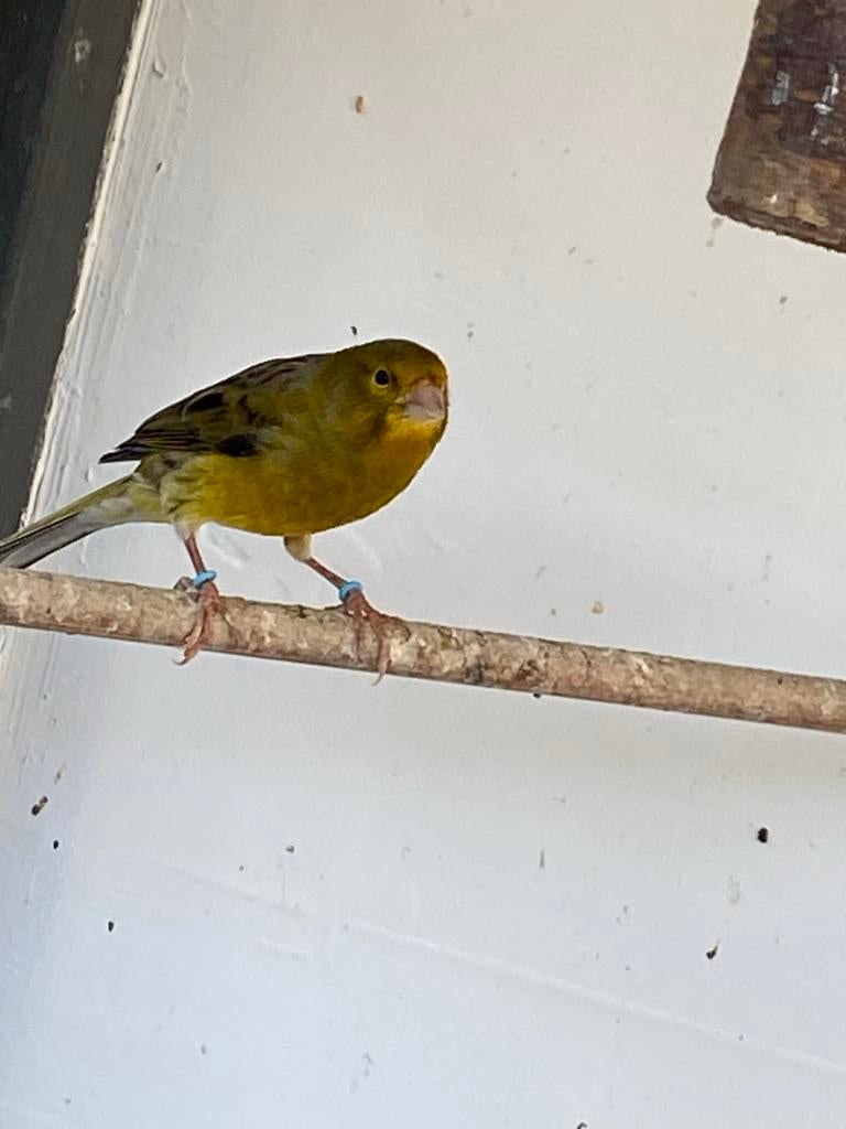 Man kanarie, Mannelijk, Kleurkanarie