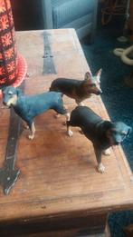 3 gave leonardo hondjes, Ophalen of Verzenden, Gebruikt, Dier