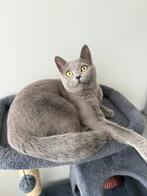 Britse korthaar poes 1 jaar, Poes