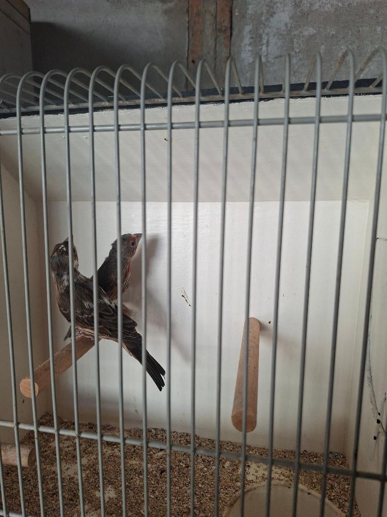 div vogels, Meerdere dieren, Tropenvogel