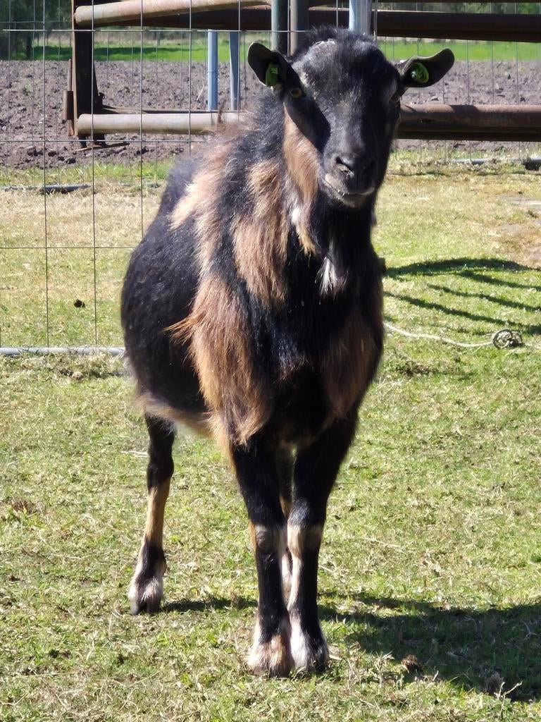 Hoornloze maanvlek bok, Dieren en Toebehoren, Schapen, Geiten en Varkens, Mannelijk, Geit