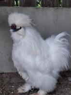 Zijdehoen haan, Mannelijk, Kip