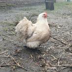 Broedeieren van Cochin Kriel kippen te koop, Geslacht onbekend, Kip