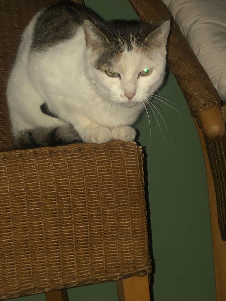 Europese kortharige mix kat, Dieren en Toebehoren, Poes