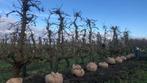 20 jaar oude Perenboom, Ophalen, 250 tot 400 cm, Volle zon, Lente