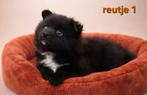 Super mooie pomeriaan ,  dwergkees pups, 8 tot 15 weken, Meerdere, Meerdere dieren, Nederland