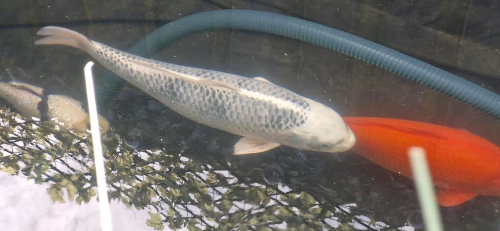 Koi 50cm, Karper of Koi