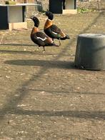 Gevraagd: Australische casarca