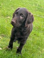 Herplaatsing labrador poedel, Dieren en Toebehoren, Reu, Eén hond, Middel, Nederland