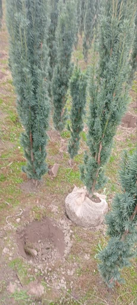 Taxus fastigiata Robusta, Ophalen, Bloeit niet, Halfschaduw, Overige soorten