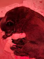 Super mooie pomchi's geboren, Parvo, Overige rassen, 8 tot 15 weken, Teef